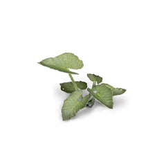 GamersGrass - Laser Plants - Elephant Ear | Boutique FDB