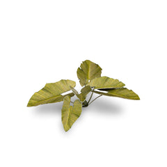 GamersGrass - Laser Plants - Elephant Ear | Boutique FDB