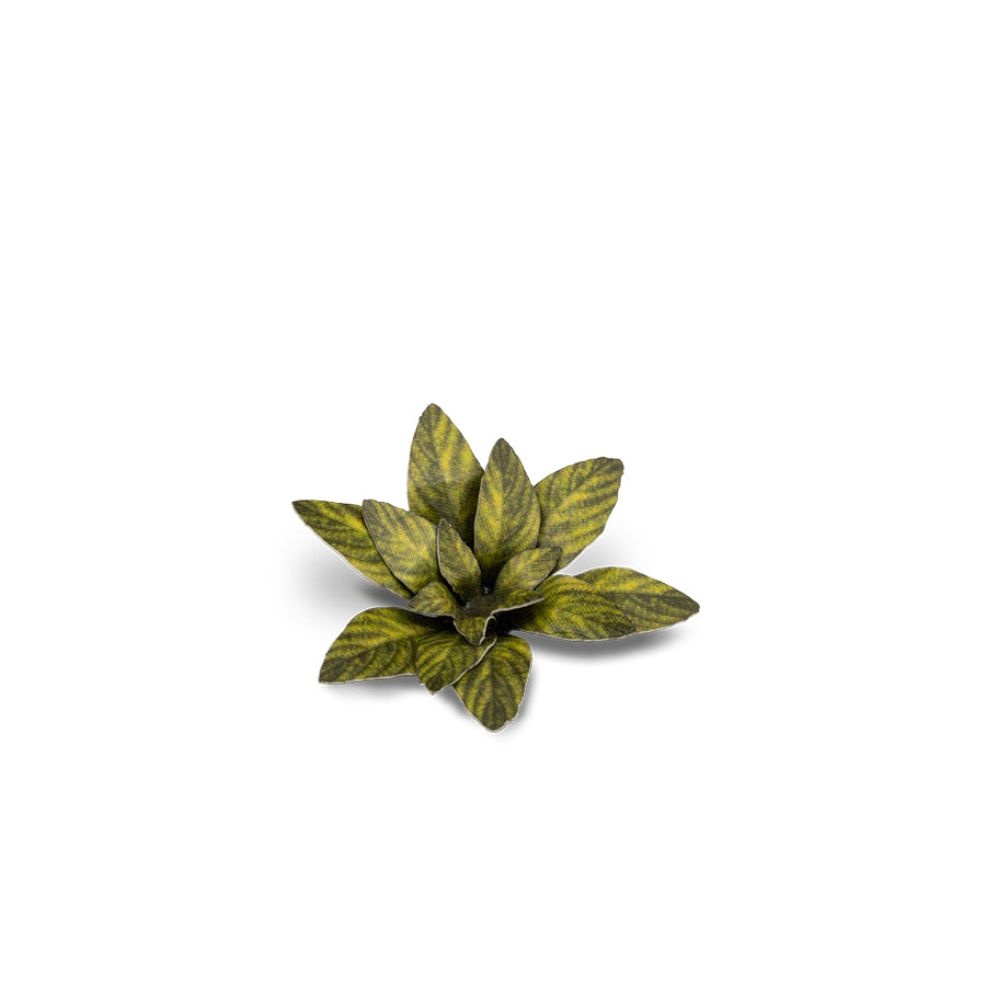 GamersGrass - Laser Plants - Dumb Cane | Boutique FDB