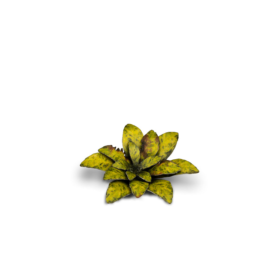 GamersGrass - Laser Plants - Dumb Cane | Boutique FDB