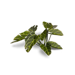 GamersGrass - Laser Plants - Elephant Ear | Boutique FDB
