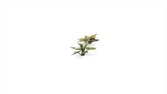 GamersGrass - Laser Plants - Plantain Lily | Boutique FDB
